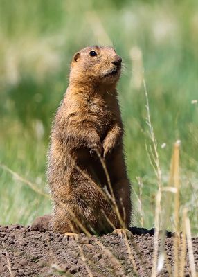 Gunnisons Prairie Dog stands above its den in Valles Caldera National Preserve