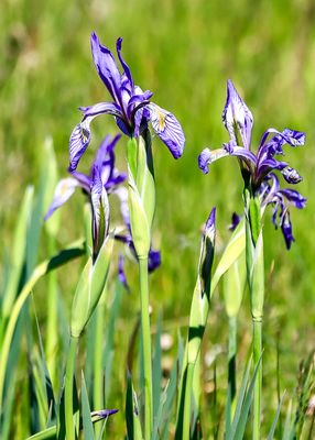 Rocky Mountain Iris on the prairie in Valles Caldera National Preserve