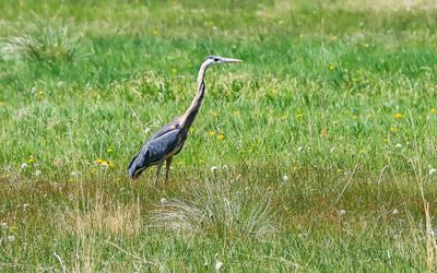 A great Blue Herron in Valles Caldera National Preserve