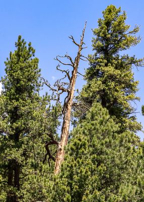A dead pine tree stands among the living in Valles Caldera National Preserve