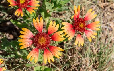 Wildflowers on the grounds of Amache NHS
