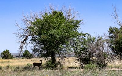Deer on a foundation under a tree in Block 11 H in Amache NHS