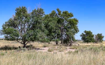 Block 11 F Mess Hall foundation in Amache NHS