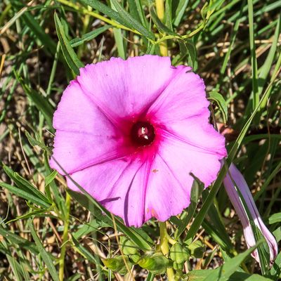 Wildflower on the grounds in Amache NHS