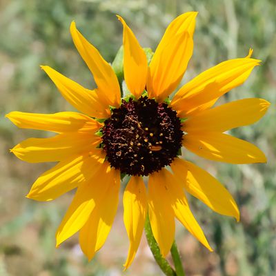 Wildflower in Sand Creek Massacre NHS