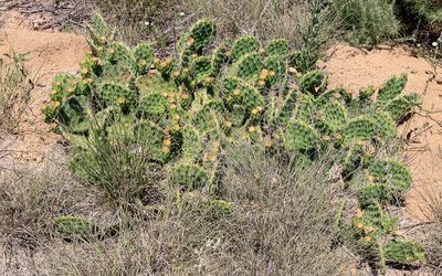 Prickly Pear cactus on Monument Hill in Sand Creek Massacre NHS