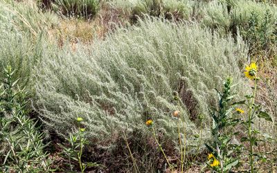 Brush which covers the landscape in Sand Creek Massacre NHS