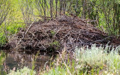 A beaver den on the Eagle River in Camp Hale NM