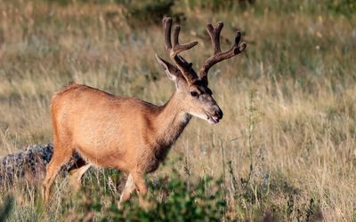 Deer in the Beaver Meadows area in Rocky Mountain NP
