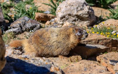 Marmot in the tundra in Rocky Mountain NP