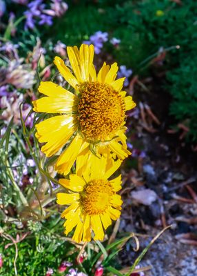 Wildflowers along the Trail Ridge Road in Rocky Mountain NP