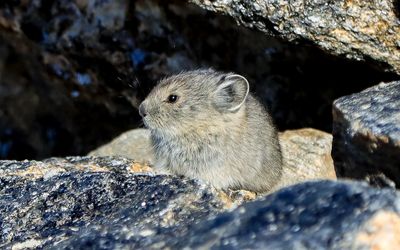 Pika, a small mammal, among the tundra rocks in Rocky Mountain NP
