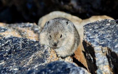 A Pika near its rocky den in Rocky Mountain NP