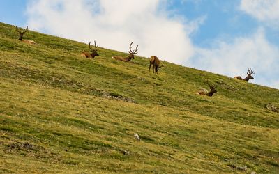 Elk high above the Trail Ridge Road in Rocky Mountain NP