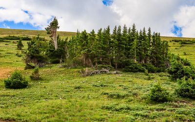 Trees growing out of the tundra in Rocky Mountain NP