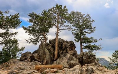 Trees growing out of a rock formation in Rocky Mountain NP