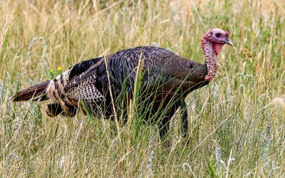 A wild turkey in a meadow in Rocky Mountain NP