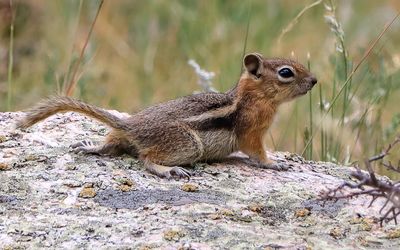 A chipmunk on a large rock in Rocky Mountain NP