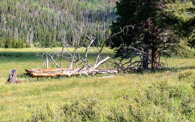 A dead tree in a meadow in Rocky Mountain NP