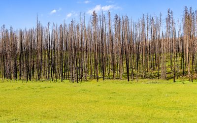 Fire damaged trees on the west side of Rocky Mountain NP