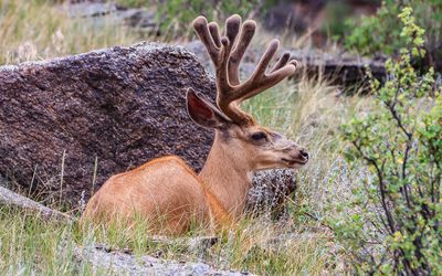Rocky Mountain National Park – Colorado (2025)