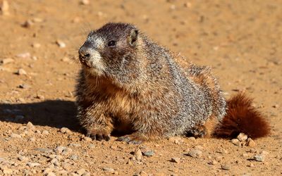 Marmot foraging for food on the Old Fall River Road in Rocky Mountain NP