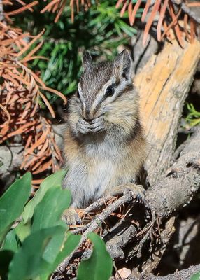Tiny chipmunk feeding along the Old Fall River Road in Rocky Mountain NP