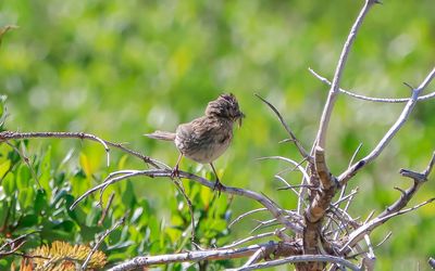 Bird feeding on a bug along the Old Fall River Road in Rocky Mountain NP