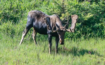 Bull moose in a meadow along the Old Fall River Road in Rocky Mountain NP