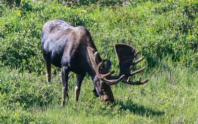 Moose feeding along the Old Fall River Road in Rocky Mountain NP