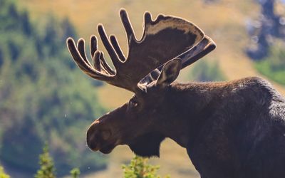 Closeup of a large bull moose along the Old Fall River Road in Rocky Mountain NP