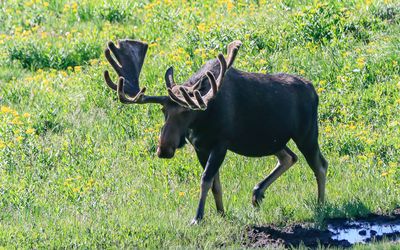 Moose strolling through a meadow along the Old Fall River Road in Rocky Mountain NP