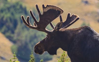 Closeup of a moose with a large set of antlers along the Old Fall River Road in Rocky Mountain NP