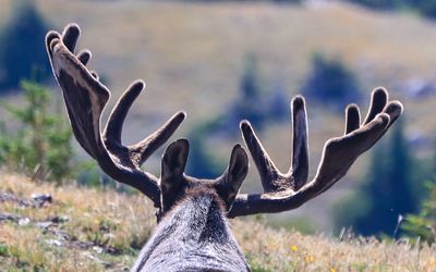 View of a set of bull moose antlers along the Old Fall River Road in Rocky Mountain NP