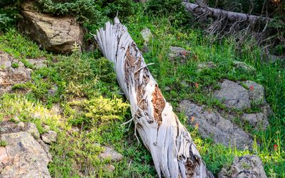 Dead tree trunk along the Old Fall River Road in Rocky Mountain NP