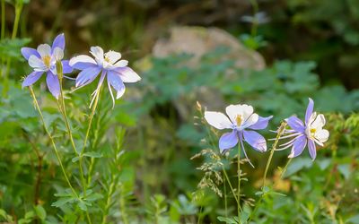 Colorado Blue Columbines, the state flower, along the Old Fall River Road in Rocky Mountain NP