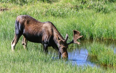 Moose drinking out of a meadow pond along the Old Fall River Road in Rocky Mountain NP