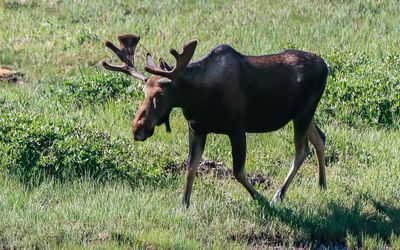Large moose in a meadow along the Old Fall River Road in Rocky Mountain NP