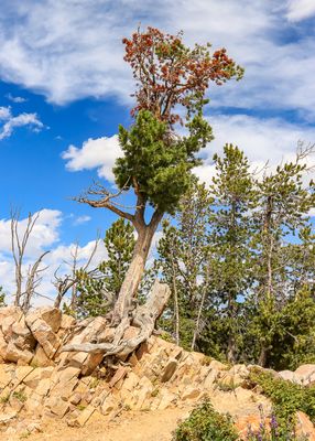 A tree at the Rock Creek Vista Point along the Beartooth Highway
