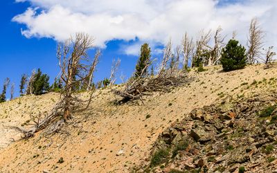 Twisted and weather worn trees along the Beartooth Highway