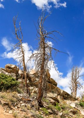 Dead trees at the Rock Creek Vista Point along the Beartooth Highway