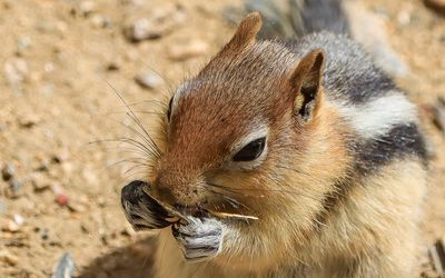 A chipmunk feeding at the Rock Creek Vista Point along the Beartooth Highway