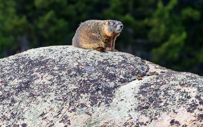 Marmot sunning itself on a large boulder along the Beartooth Highway