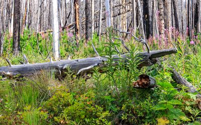 View of the woods near Red Rock Canyon in Waterton Lakes NP