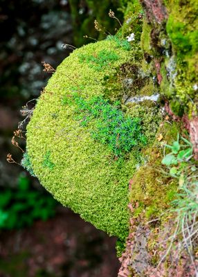 Moss and plants growing on an outcropping in Red Rock Canyon in Waterton Lakes NP
