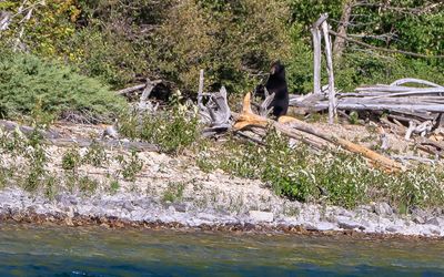 A black bear as seen from the boat on Upper Waterton Lake in Waterton Lakes NP