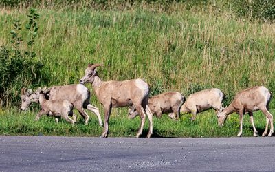 Small herd of Big Horned Sheep in Waterton Lakes NP