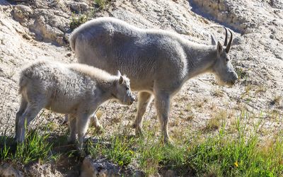 A mountain goat with her kid by her side in Jasper NP