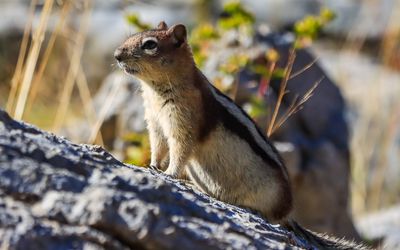 Chipmunk on a rock in Jasper NP