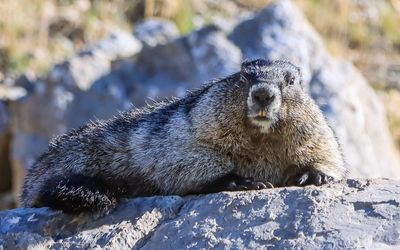 A marmot sunning itself on a rock in Jasper NP
